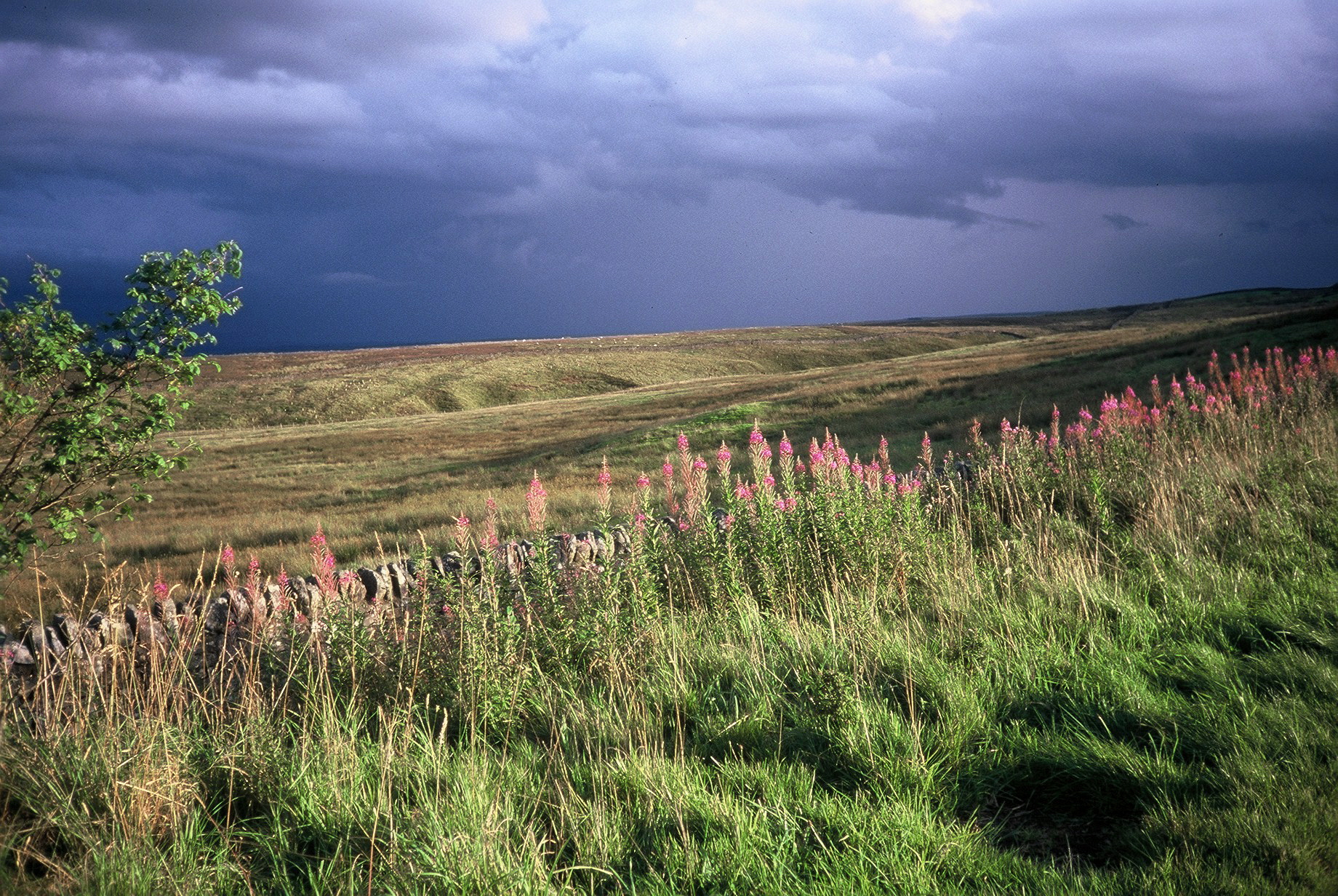 083 Pink flowers on stormy day