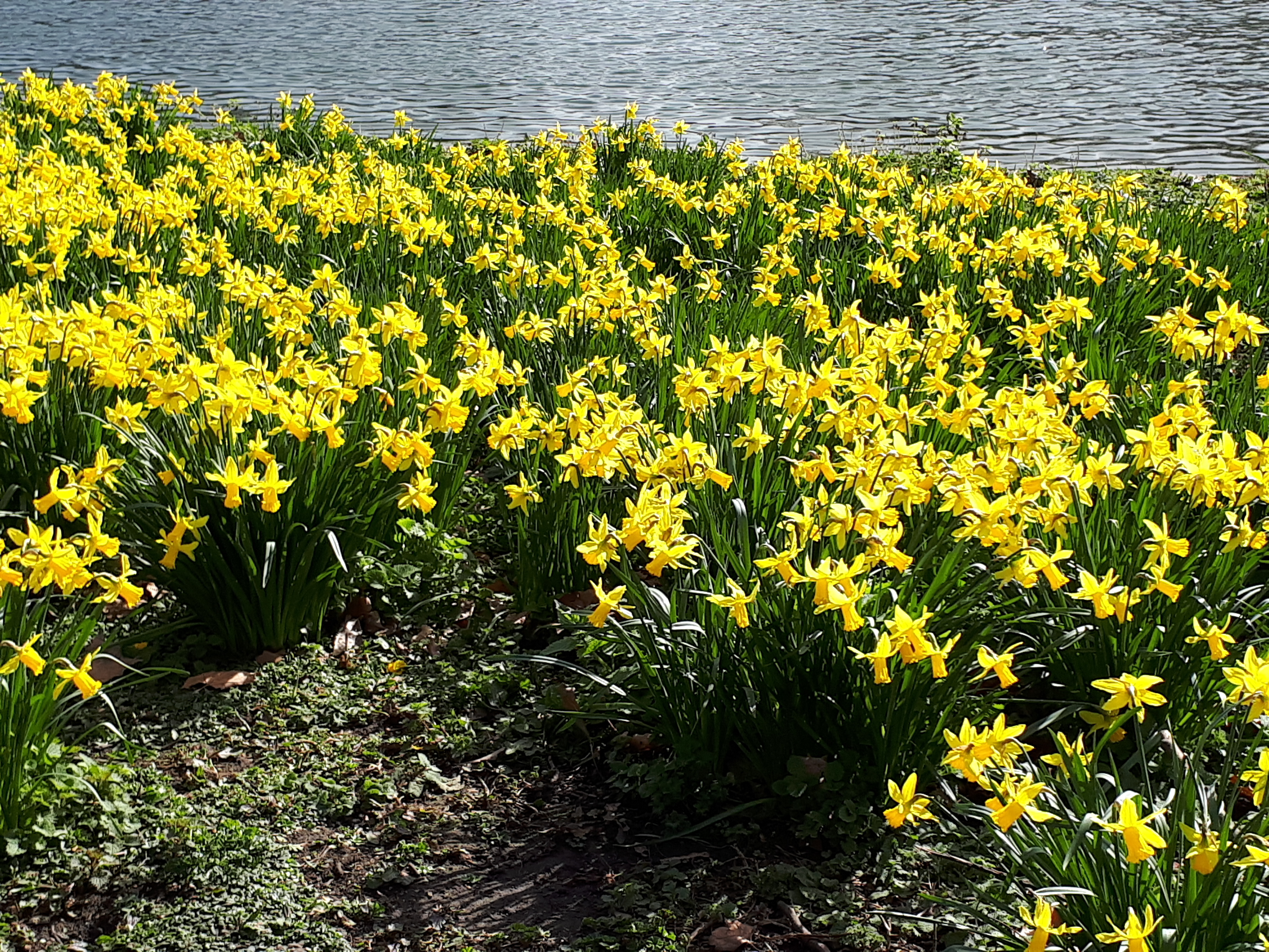 Daffodils 2018.jpg