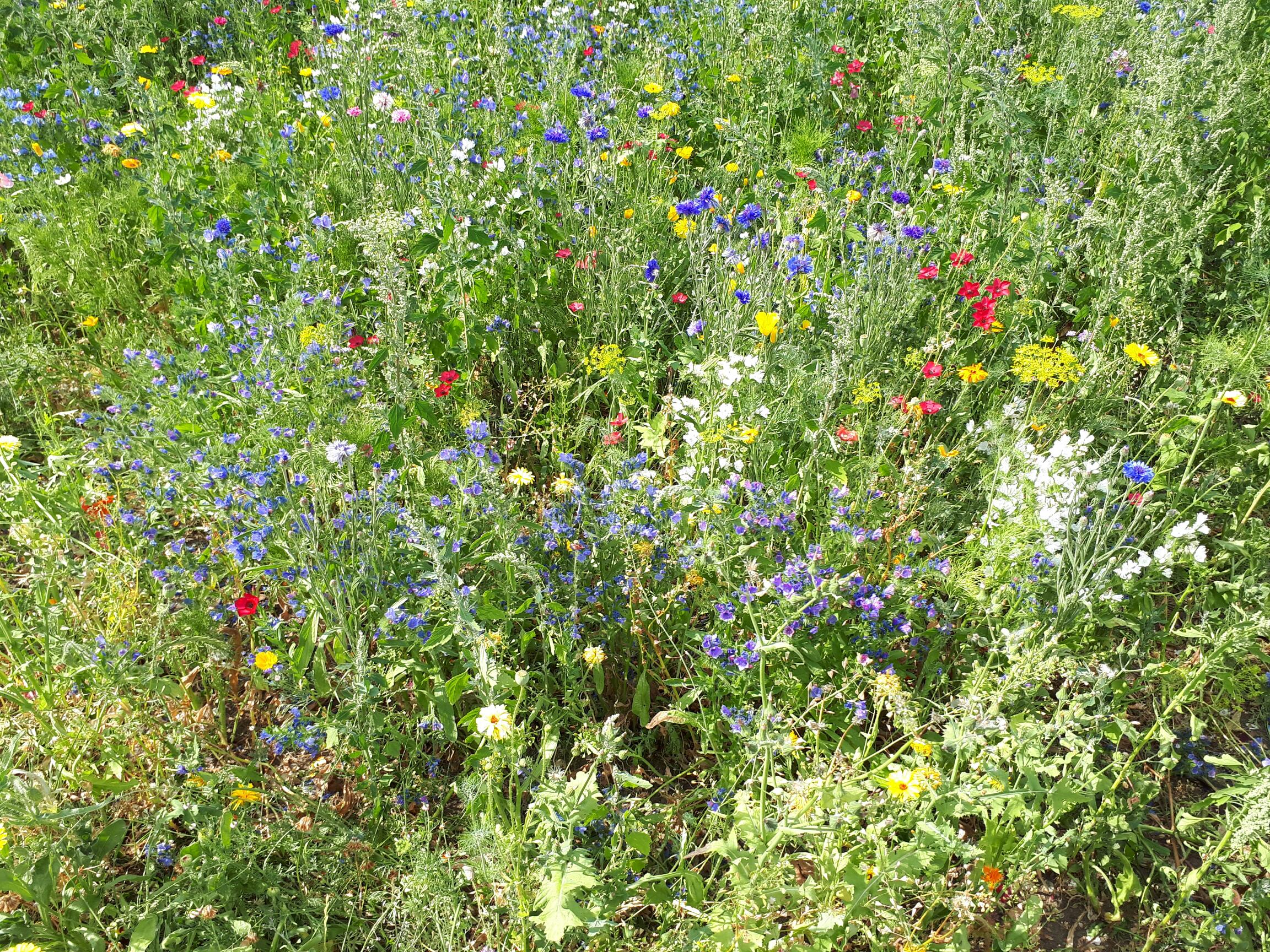 Wildflowers