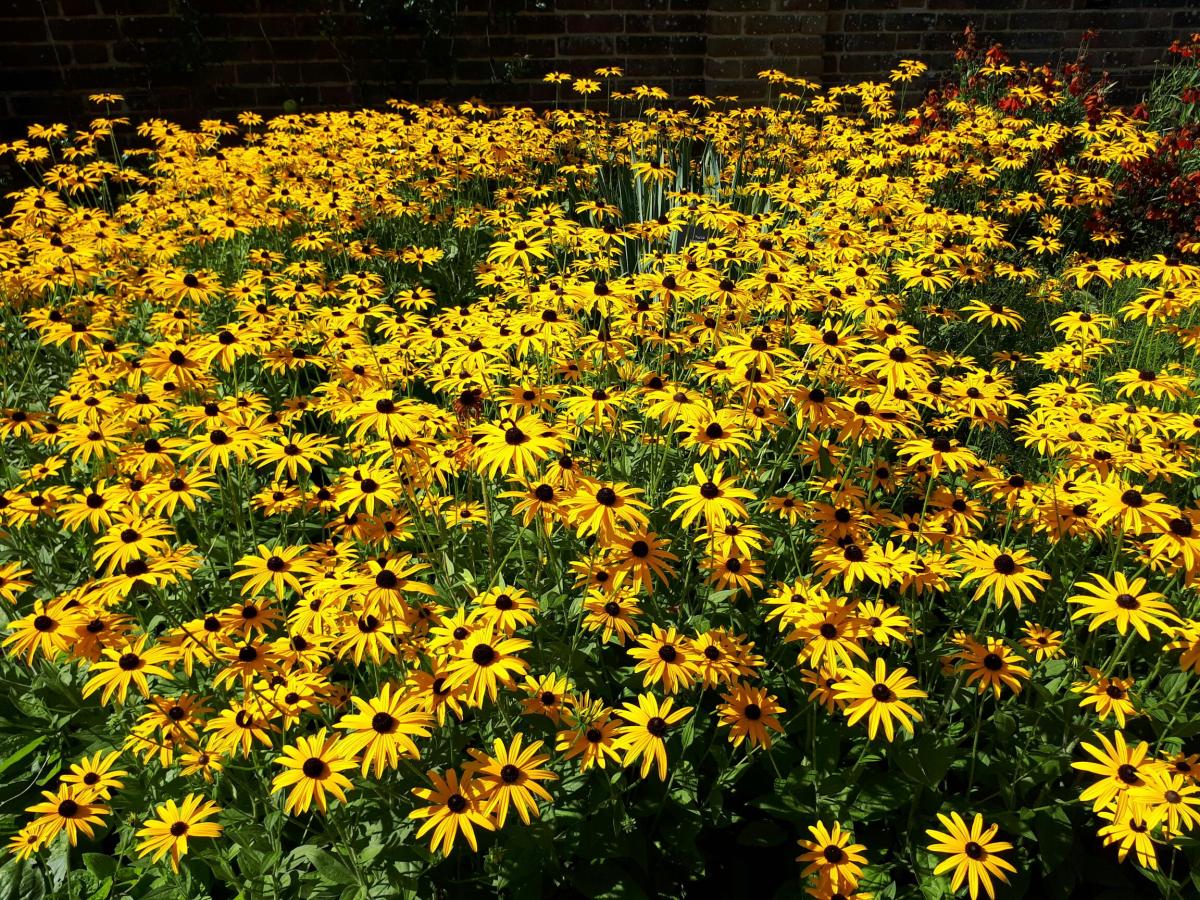 Flowers at Wakehurst